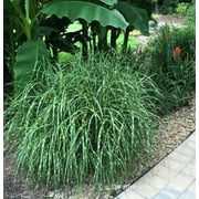 1 Dwarf Zebra Grass, Ornamental Grass Miscanthus sinensis in 3.5 inch container, Great Starter plant!