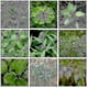 thumbnail image 3 of Ammonium Weed Easy To Use Soluble Environmentally Friendly 50g Weed For, 3 of 5