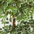 thumbnail image 3 of Nearly Natural Arbre en Soie de Ficus Varié de 6 Pi, 3 of 4