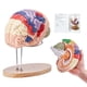 thumbnail image 1 of Modelo de cerebro humano VEVOR Anatomy en 4 partes con etiquetas y base, 1 of 9