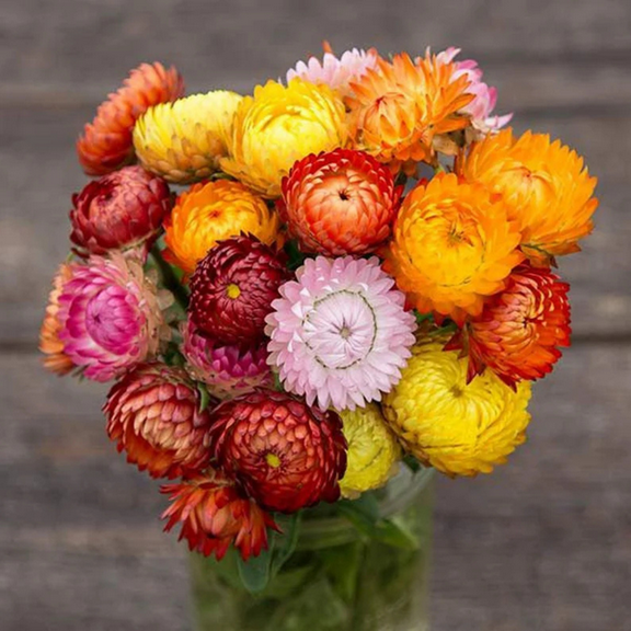 100 Sultane Strawflower Mix Seeds