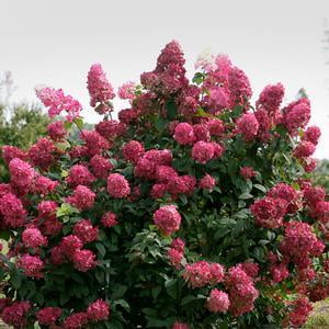 Hydrangea Fire Light Qt Pot Shrub Walmart Com Walmart Com