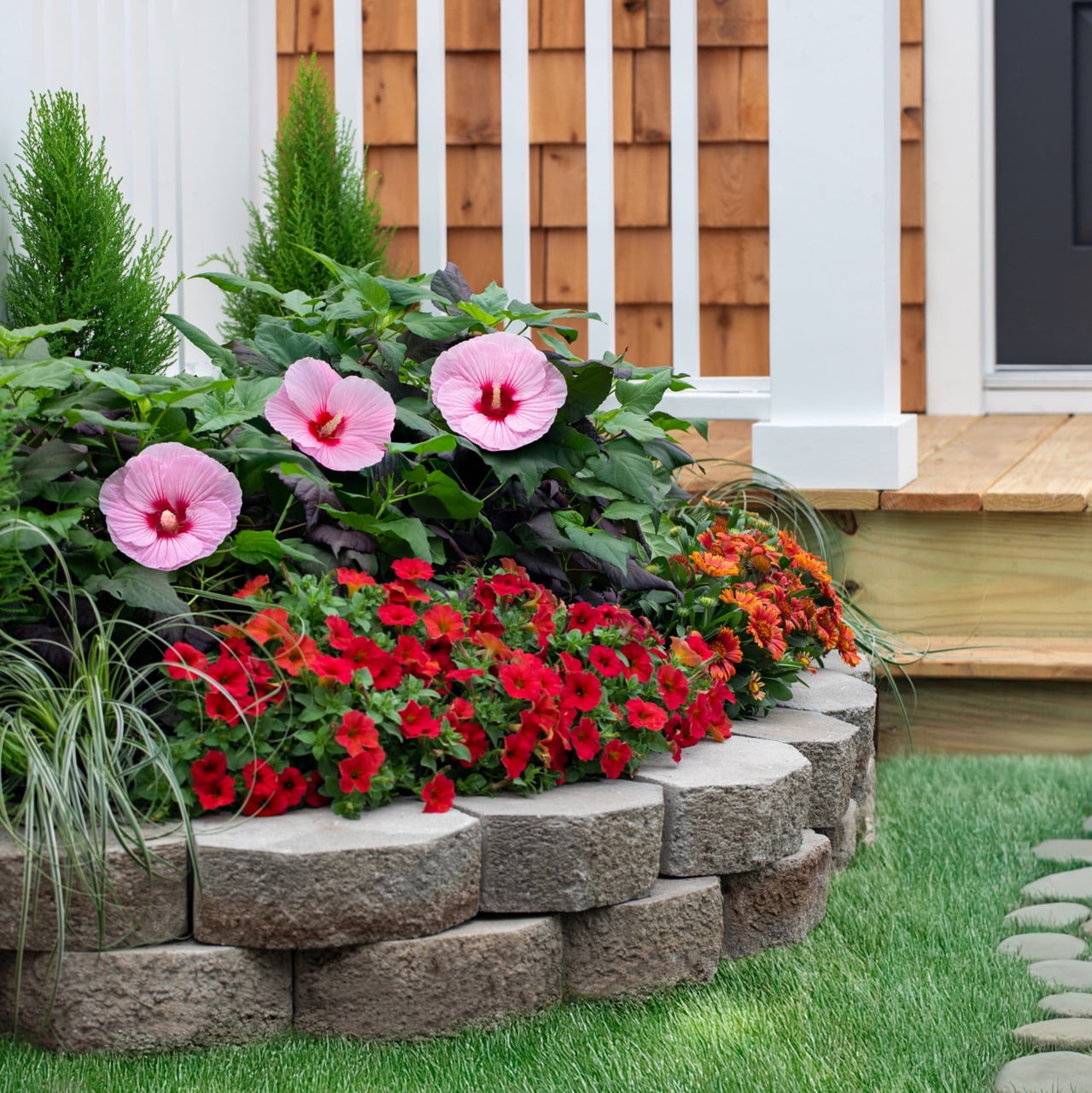Proven Winners 2gal Multicolor Hibiscus Summerific Cherry Choco Latte Live Perennial Plant Sun