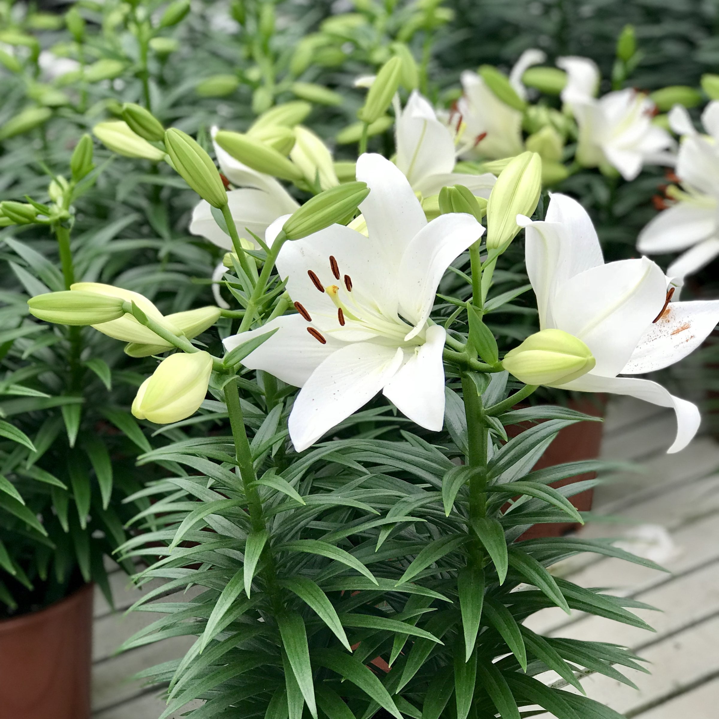 Lily Summer Snow LA Hybrid Live Perennial Bulbs (5-Pack)