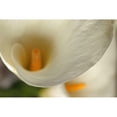 thumbnail image 2 of Crane, Rita 18x13 Gold Ornate Wood Framed with Double Matting Museum Art Print Titled - Calla Lilies II, 2 of 4