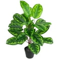 thumbnail image 3 of Northlight Two-Tone Calathea Artificial Potted Plant - 30", 3 of 6