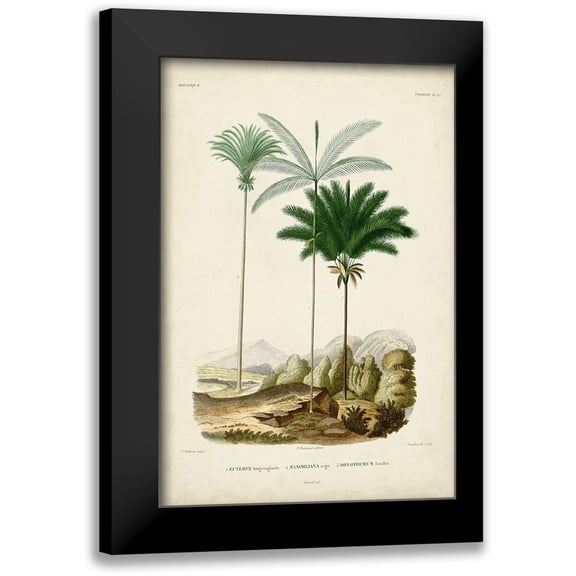 DOrbigny, M. Charles 11x14 Black Modern Framed Museum Art Print Titled - Antique Palm Collection II