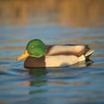 thumbnail image 4 of Avian X Power Swimmer Mallard Drake Motion Duck Decoy with 10+ Hour Battery, 4 of 12