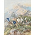 thumbnail image 2 of Anna Stainer-Knittel 12x14 Gold Ornate Wood Frame and Double Matted Museum Art Print Titled - Enzian and Edelweiss, 2 of 4