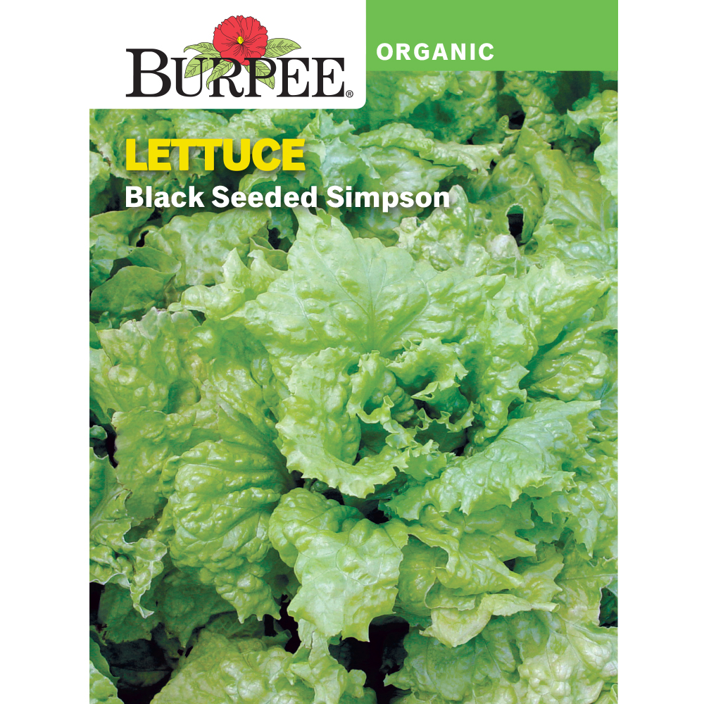 Burpee Lettuce, Leaf, Black Seed