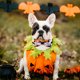 thumbnail image 3 of 4 Uds. Suministros para mascotas de Halloween, pajarita para Halloween, Collar, pajarita para perro y gato, decoración, 3 of 5
