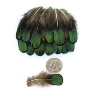 LolliBeads (TM) 20 Pcs Green Lady Amherst Bronze Iridescent Plumage Feathers inches long 2-3 inches