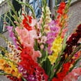 thumbnail image 2 of Mixed Gladiolus Flower Bulb Value Bag - 30 Bulbs Per Pack - Mixed Colors - Attracts Butterflies and Hummingbirds - Deer Resistant - Good as Cut Flowers - Perennializing, 2 of 10
