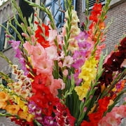 Mixed Gladiolus Flower Bulb Value Bag - 30 Bulbs Per Pack - Mixed Colors - Attracts Butterflies and Hummingbirds - Deer Resistant - Good as Cut Flowers - Perennializing