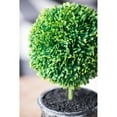 thumbnail image 4 of A&B Home 9" Artificial Plants Artifical Boxwood Topiary Tree Artificial Ball Shaped Tree w/Black Pulp Pot for Home Decor Indoor Faux Tabletop Plant Set of 2, 4 of 10