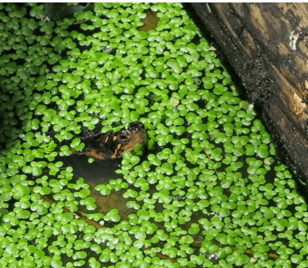 1000+ Live Duckweed Plants – Indoor Grown Organic Floating Aquarium Plant – Fast Growing Natural Fish Tank Water Cleaner for Freshwater Aquariums & Ponds