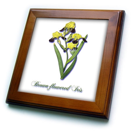 Botanical Tile - 3dRose Brown-Flowered Iris, Botanical Print of a Yellow and Brown Flowers - Framed Tile, 6 by 6-inch