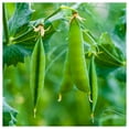 thumbnail image 2 of Everwilde Farms - 1 lb Green Arrow Garden Pea Seeds - Gold Vault Bulk Seed Packet, 2 of 3