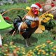 thumbnail image 4 of Navidad Decoración Navideña Para Jardín Con Pollo Decoración Festiva Para Jardín Con Pollo Cartel De Bienvenida Navideño Decoración Con Tarjeta De Pollo Para Jardín, 4 of 6