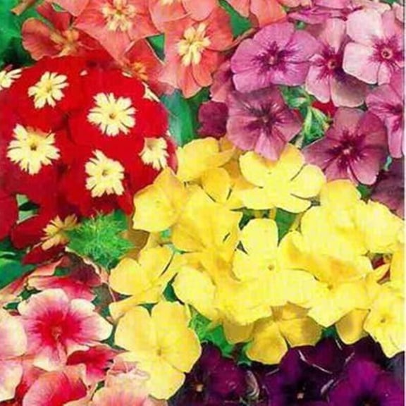 50 Dwarf Mix Phlox Seeds Flower Perennial Seed Flowers Butterfly Perennial Flower Garden Seed Flowers Seed Flower