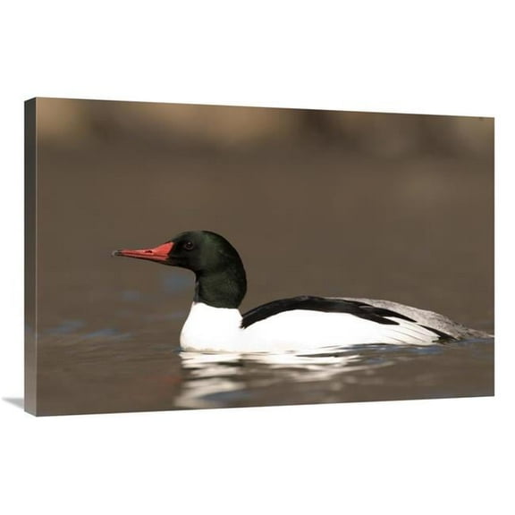 24 x 36 in. Common Merganser Male Swimming, Kensington Metropark, Milford, Michigan Art Print - Steve Gettle