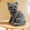 B, variant on Qonioi Sitting Cat Plush Toy, Soft Cuddly Tabby Blue Cat Plush with Adorable Head-Turned, Cute Stuffed Animal for Cat Lovers Home Decor Gift