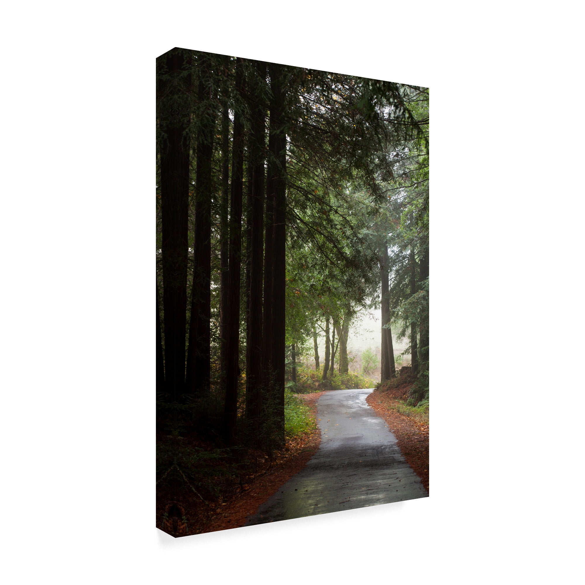 Trademark Fine Art 'Forest Road' Canvas Art by Lance Kuehne