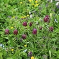 thumbnail image 3 of Garden Gem Mixed Flower Collection, 100 Bulbs - Featuring 4 Varieties of Yellow, Blue, White & Purple Flowers, 3 of 9