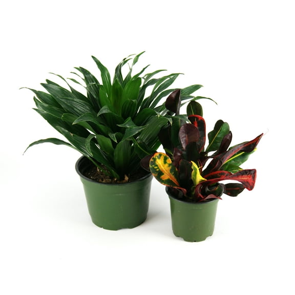 Josh's Frogs 18x18x24 Day Gecko Vivarium Plant Kit