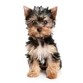 thumbnail image 2 of Yorkshire Terrier Puppy White Wall Decal by Wallmonkeys Peel and Stick Graphic (24 in H x 16 in W) WM134524, 2 of 4