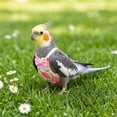 thumbnail image 5 of OCCOA Conure Flight Suit Bird Diaper with Poop Pocket for Budgie Cockatiel Peachface Parakeet Outdoor Clothes, Pink, 5 of 6