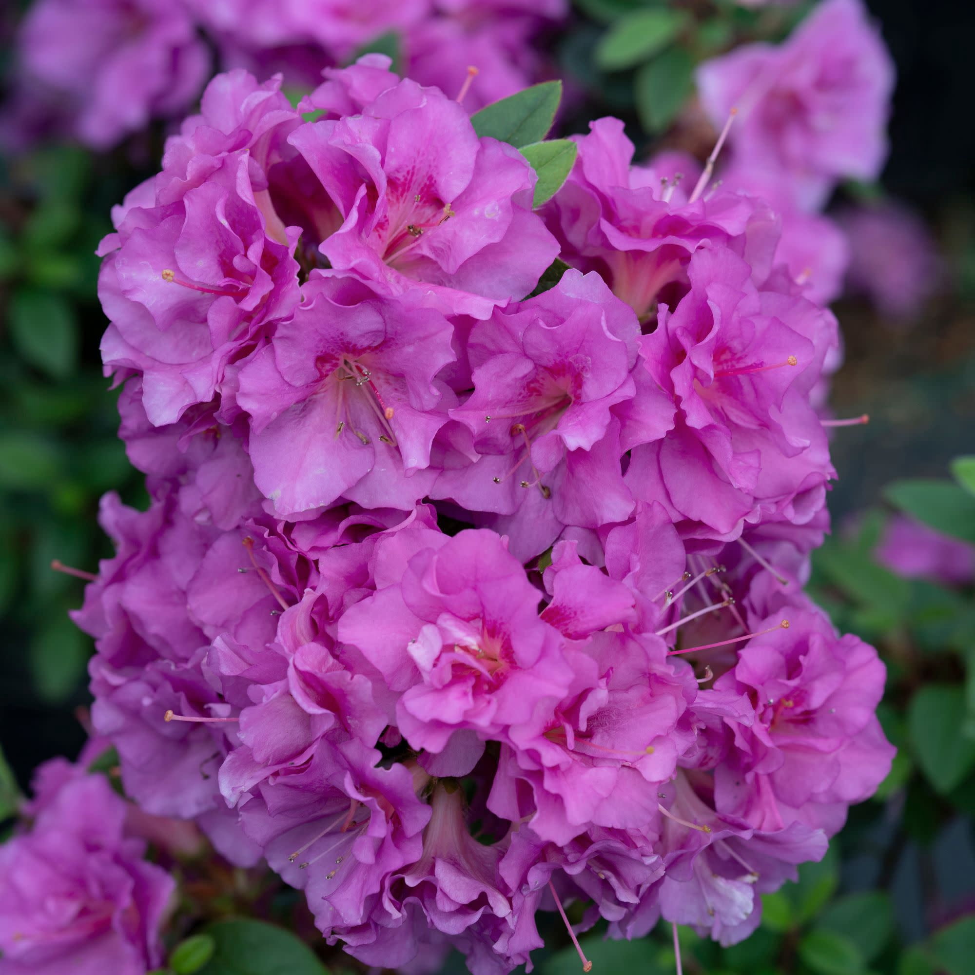 Proven Winners ColorChoice 5" Perfecto Mundo Double Purple Reblooming Azalea Live Plant in 4.5" Pot (4 Count)
