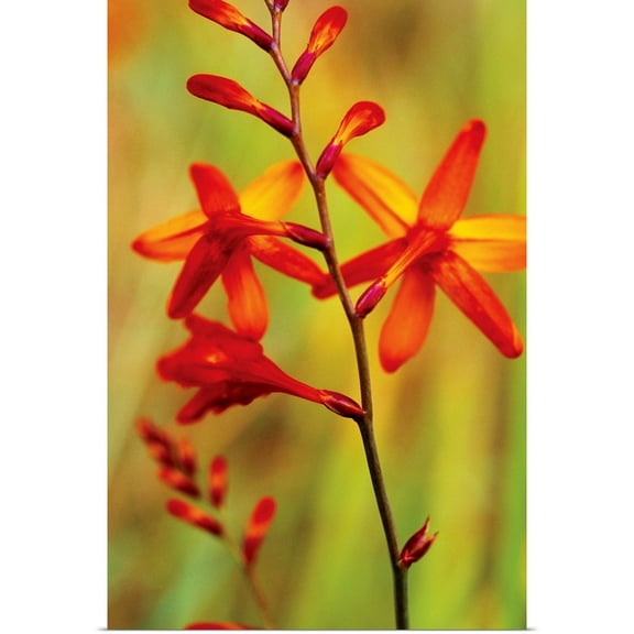 Great BIG Canvas | Rolled Bob Stefko Poster Print entitled Emberglow Crososmia II