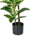 thumbnail image 4 of Vickerman 50" Artificial Potted Real Touch Dieffenbachia., 4 of 6