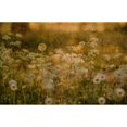 thumbnail image 3 of Devos, Delphine 24x17 Black Modern Framed Museum Art Print Titled - Dandelion Dreams, 3 of 5