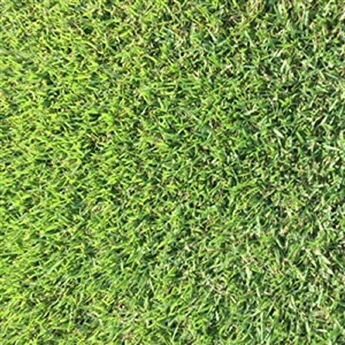 Zoysia grass seeds 1/8 lb