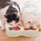 thumbnail image 5 of Alimentador de mascotas para perros pequeños y gatos, cuencos de doble elevación, contenedor de agua y comida de plástico, 2 uds., 5 of 5