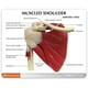 thumbnail image 2 of Muscle Shoulder Model, Human Anatomy Right Shoulder Joint Muscle Model, Doctor Office and Classroom Anatomy Model, 2 of 5