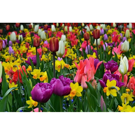 "Stunning Spring" Bulb Pack - 50 Bulbs, Tulips and Daffodils - Easy to Grow - Made in USA, Ships from Iowa