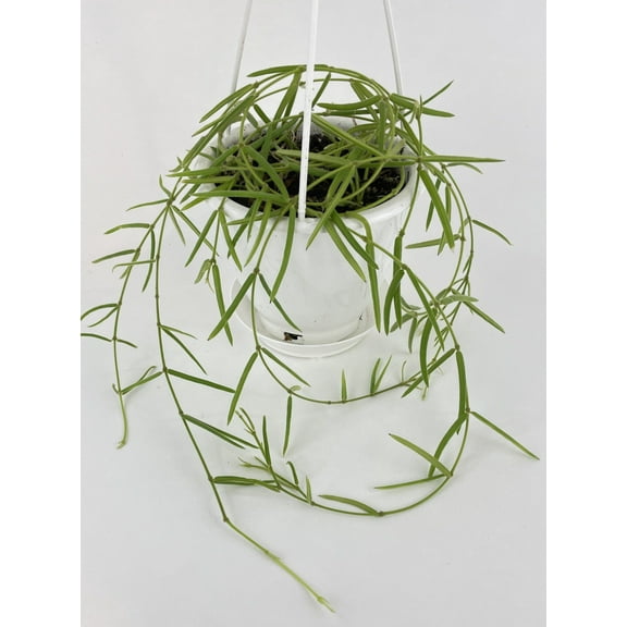 Bumble Plants Hoya Linearis - Full Live Colorful Houseplant in Nursery Pot, Easy Care, Indoor Plant for Beginners