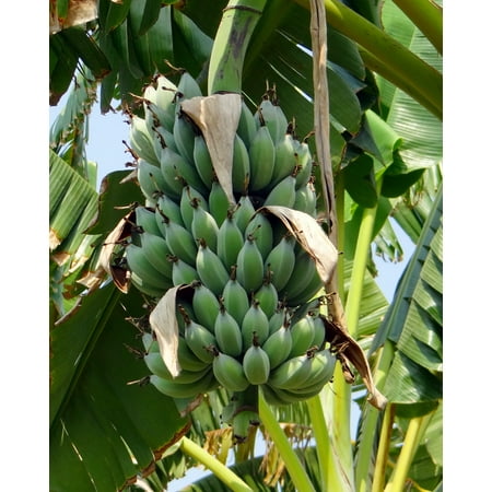5 Dwarf Cavendish Banana- Tropical plant seeds -Container ror  Standard -Deck Plant- Fruit Tree -Musa