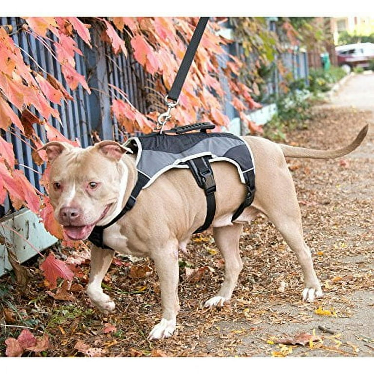 Dog harness for clearance handicapped dogs