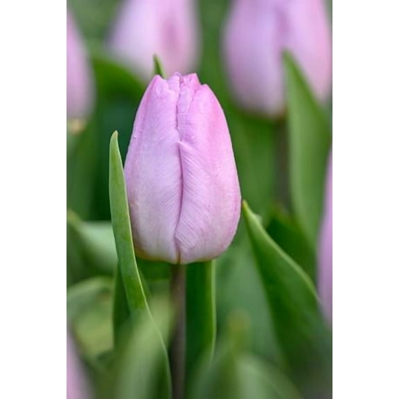 Candy Prince Single Early Tulip  - 12/  cm Bulbs - 5 Bulbs