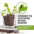 thumbnail image 5 of Venus Flytrap Live Plant Kit with Carnivorous Plant Food in 2.5" Glass Cube – Indoor Bug-Eating Plant with Tweezers & Sphagnum Moss – Educational Gift Fly Trap, 5 of 7