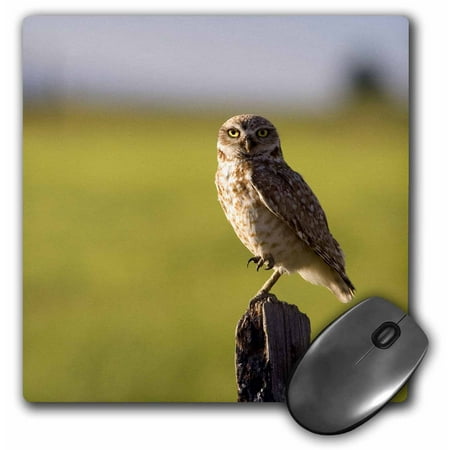 3dRose Burrowing owl on a fence post in Idaho - US13 DFR0248 - David R. Frazier, Mouse Pad, 8 by 8 inches