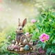 thumbnail image 5 of Huevos y conejitos de Pascua de colores insertados en el suelo, 5 of 6
