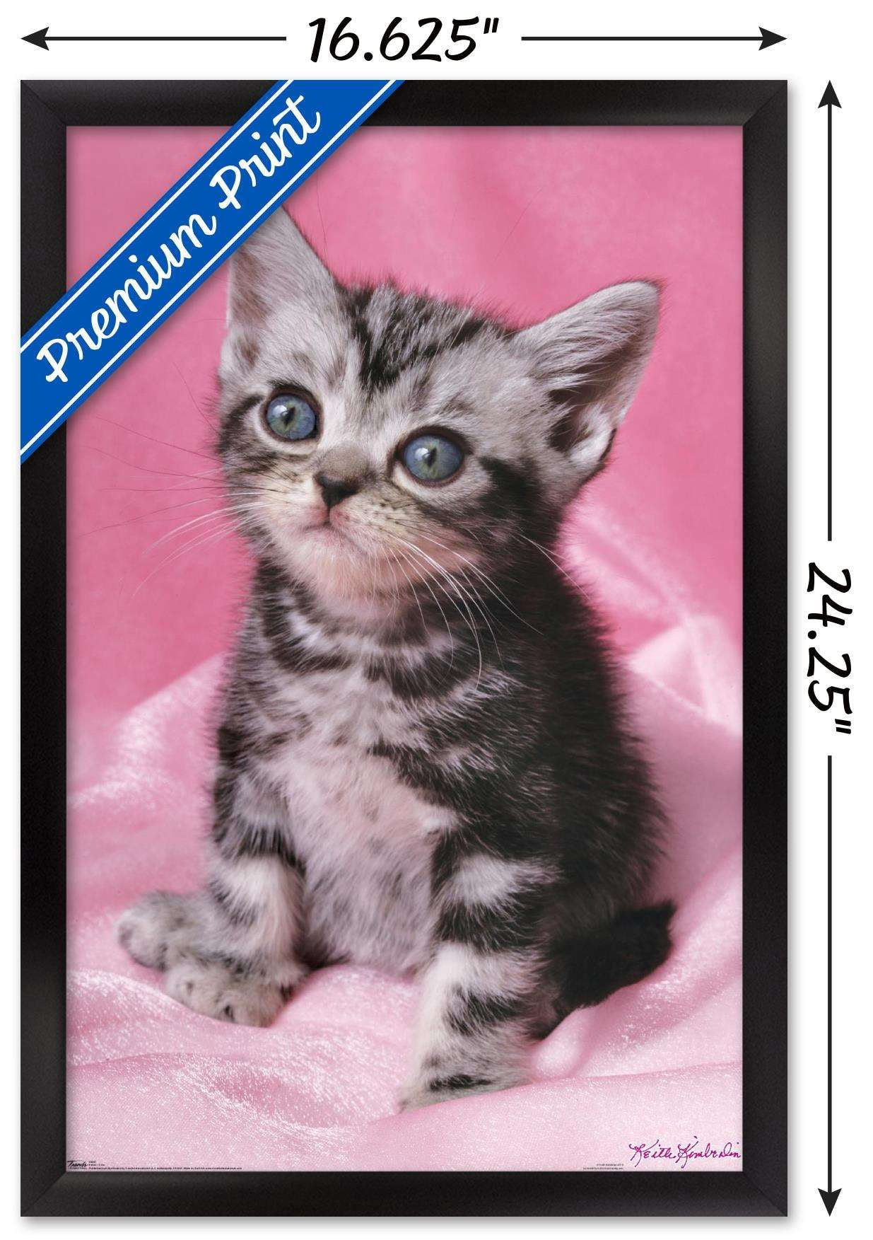 Keith Kimberlin - Kitten - Cute Wall Poster, 14.725" x 22.375", Framed