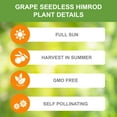 thumbnail image 3 of Garden State Bulb Himrod Seedless Grape, Live Bare Root, Non-GMO (Bag of 4), 3 of 8