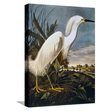 Art.com Audubon: Egret Stretched Canvas Print Wall Art by John James Audubon 12 x 16
