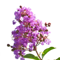 Muskogee Crape Myrtle Tree, Lavender Flowering Ornamental